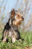 YORKSHIRE TERRIER 166